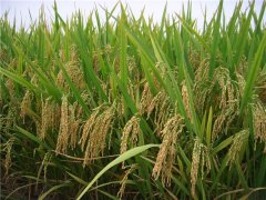 早籼稻基本面分析，影响早籼稻期货价格的主要因素有哪些？