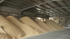 晚籼稻基本面分析，影响晚籼稻期货价格的主要因素有哪些？