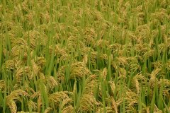 粳稻基本面分析，影响粳稻期货价格的主要因素有哪些？